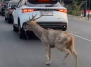 Populasi Rusa di Sriwedari Melonjak, Rawan Lepas ke Jalan karena Kandang Terbuka