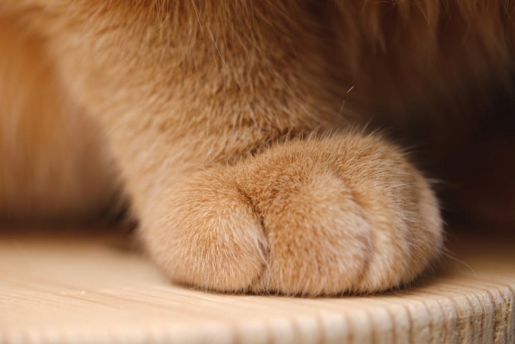 Kelenjar keringat yang hanya ada di sela-sela bantalan kaki (Foto: pexels/Peng Louis)