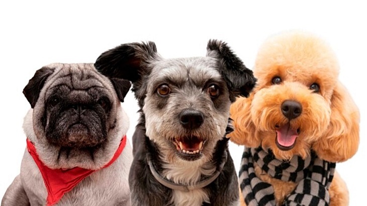 Jenis Anjing yang Ideal untuk Lansia