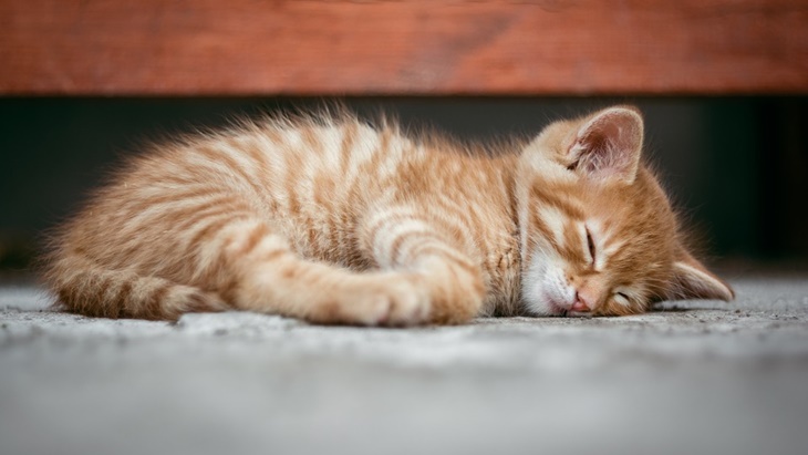 Akibat Tertular COVID-19 dari Pemiliknya, Seekor Kucing Dikabarkan Mati