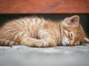 Akibat Tertular COVID-19 dari Pemiliknya, Seekor Kucing Dikabarkan Mati