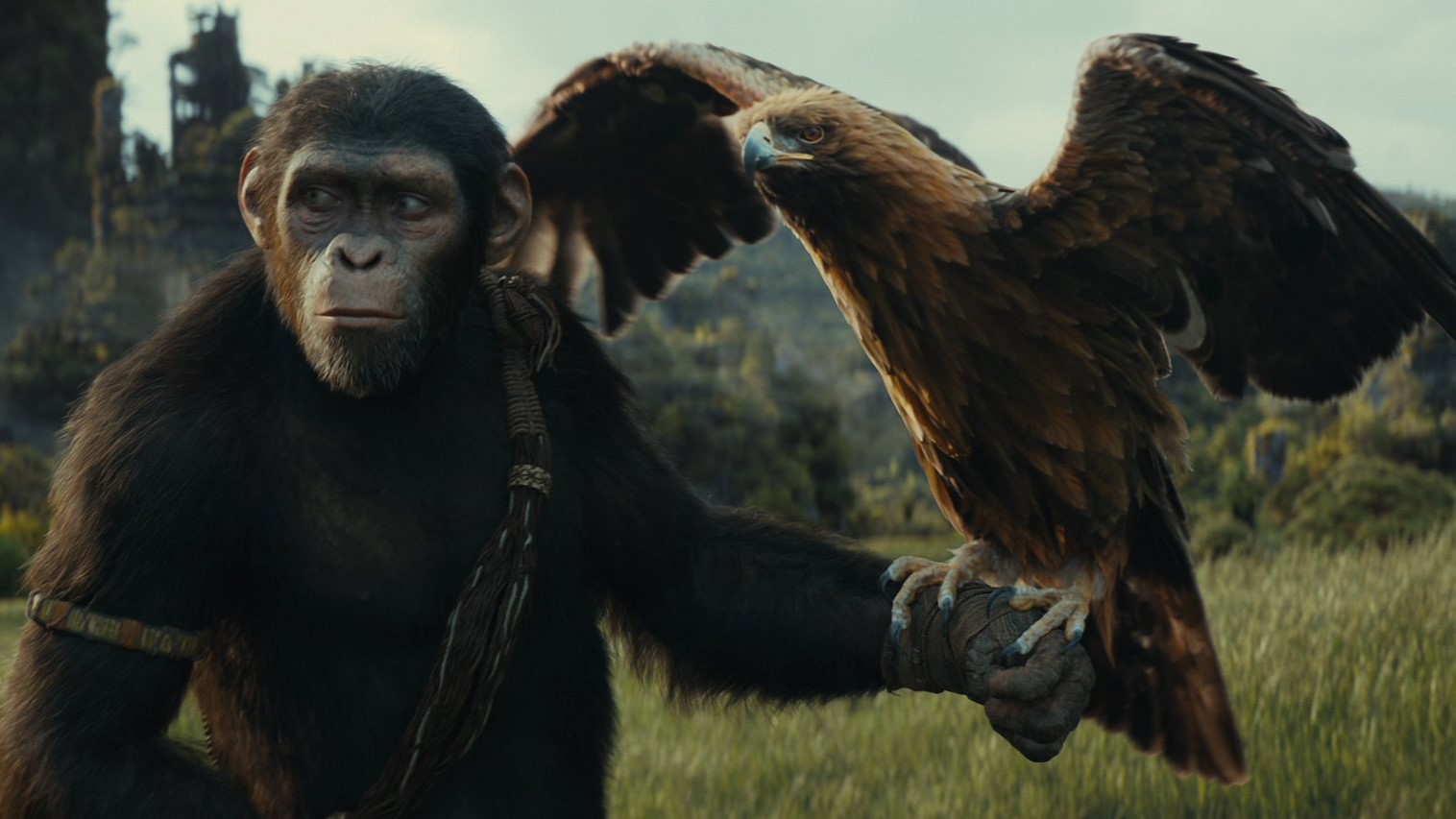 'Kingdom of the Planet of the Apes' Raup Rp 3,7 Triliun secara Global