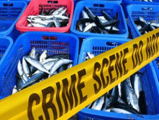Miris, Laut Indonesia Masih Dijarah Ikannya