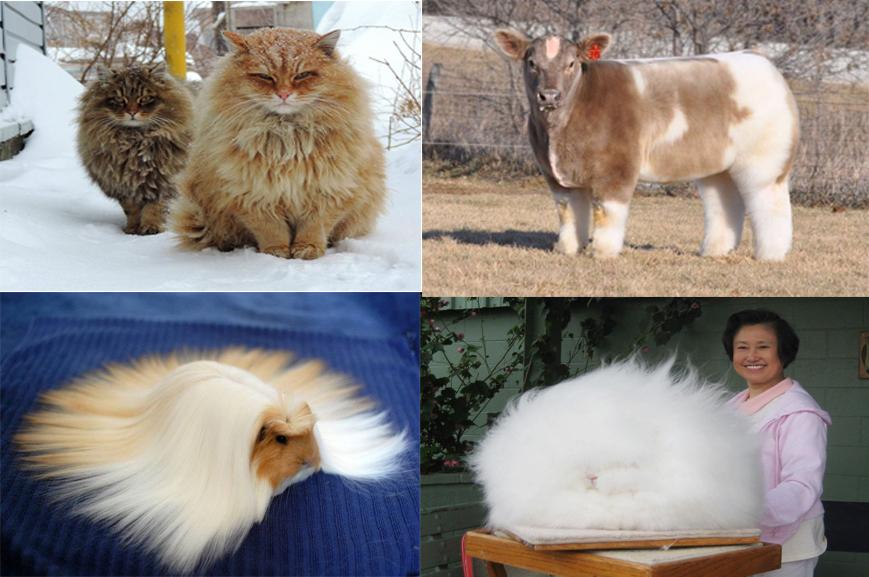 5 Hewan Dengan Rambut Menawan