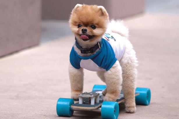 Anjing Tercepat 'Menaklukkan' Hollywood