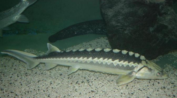 Beluga Caviar, Telur Ikan Langka yang Harganya Setara Berlian