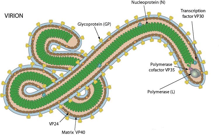Waspada, Begini Cara Penularan Virus Ebola