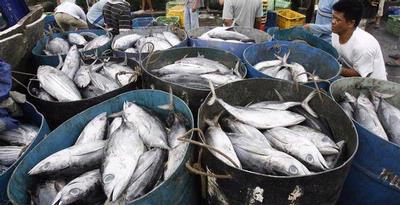 Dua Juta Ton Ikan dari Natuna Dicuri Pihak Asing