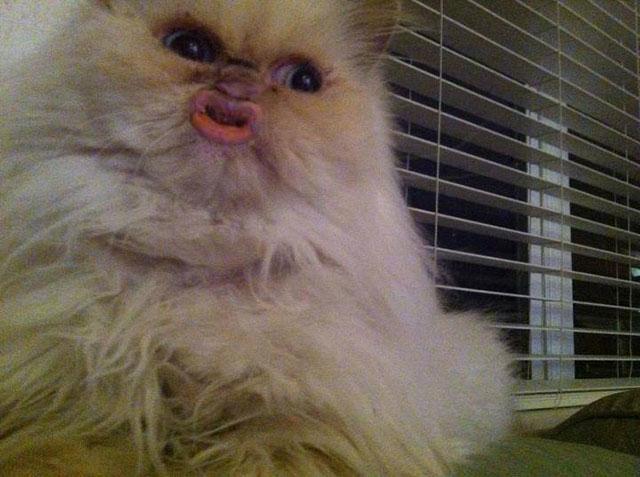Gaya Selfie ala Kucing