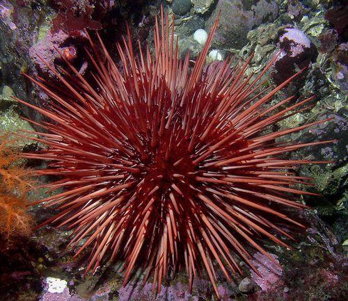 Gokil, Ini Dia 6 Hewan Laut yang Berumur Lebih Dari 150 Tahun