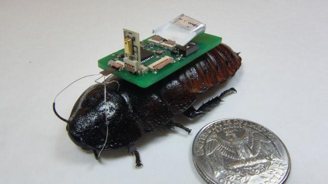 Kecoa Cyborg Penyelamat Manusia Di Bawah Reruntuhan