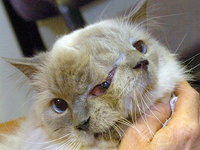 Kucing Muka Dua Tertua di Dunia Mati