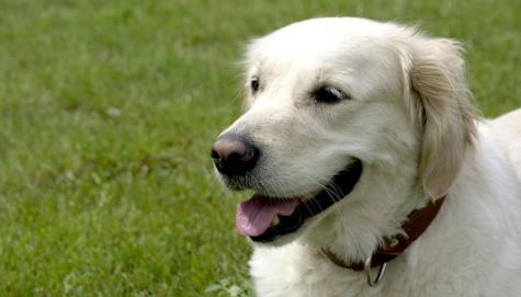 Larangan Memelihara Anjing di Iran