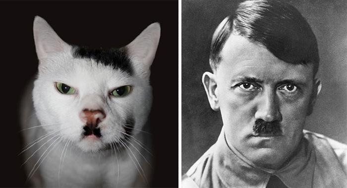 Lucunya Wajah Kucing-Kucing ini Mirip Karakter Terkenal
