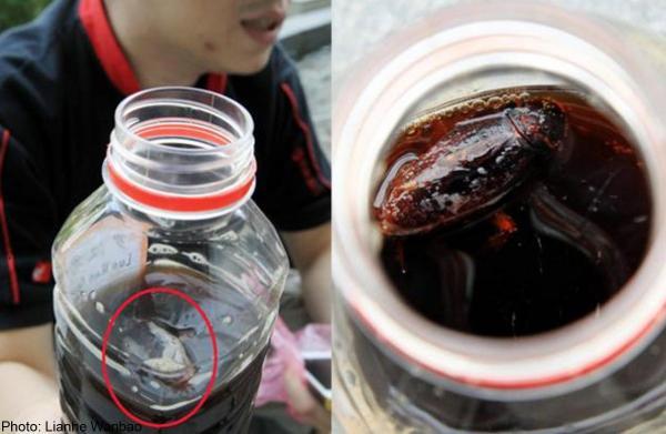 Menjijikan, Puluhan Telur Kecoa Dalam Minuman Herbal