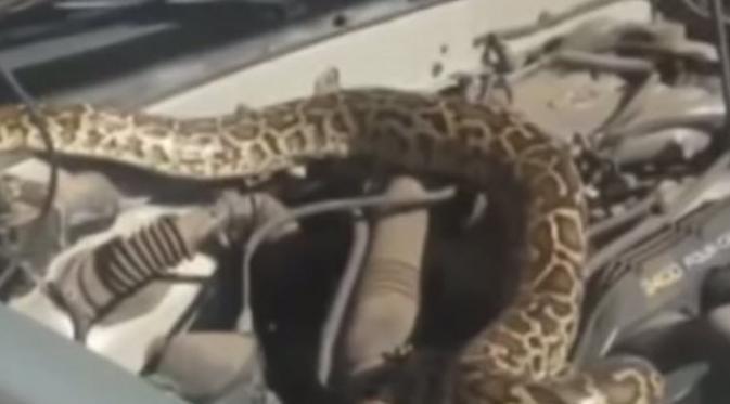 Ngeri, Ular Python Ini Pilih Mobil Sebagai Sarangnya