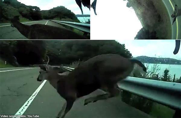 Pria Ini Hampir Mati Setelah Menabrak Rusa 