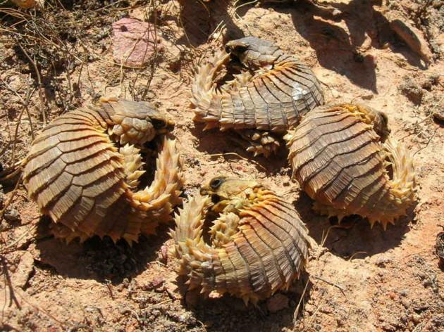Reptil Tangguh Yang Hidup Di Gurun Pasir Afrika