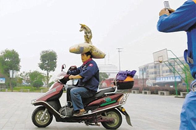 Ketika Mantan Pemain Sirkus Jadi Kuli Angkut Barang